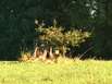 Junger Baum