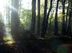 Wald im Rothaargebirge