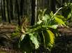 Intakte Natur
