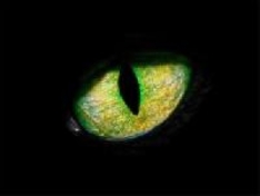 Musical „Cats“ in Frankfurt