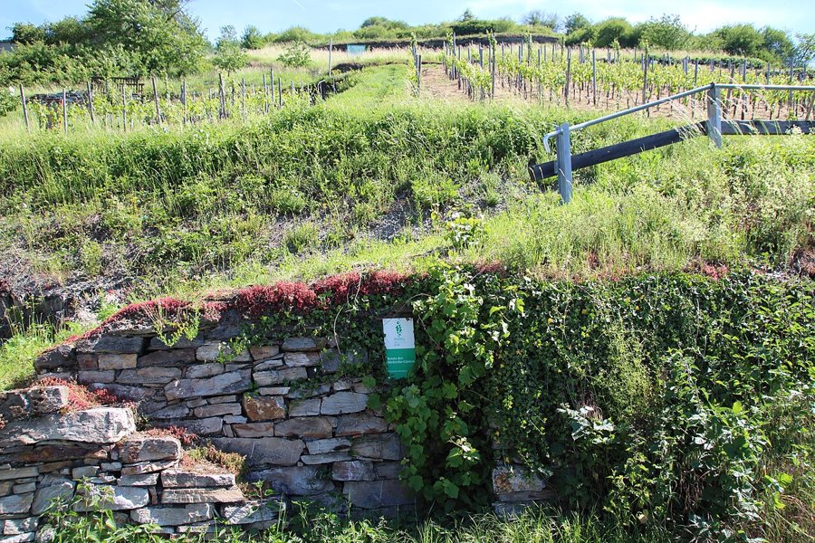 Weinreben und eine Trockenmauer im Welterbe-Weinberg in Lorch im Rheingau.