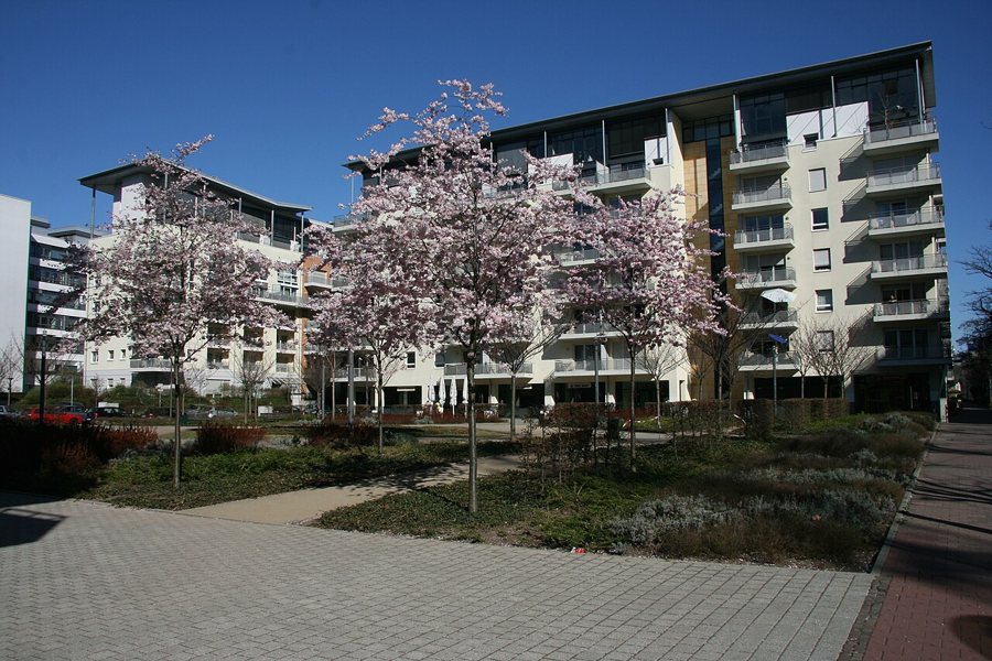 Blühende Bäume und Wege auf dem Celsiusplatz in Frankfurt-City-West.