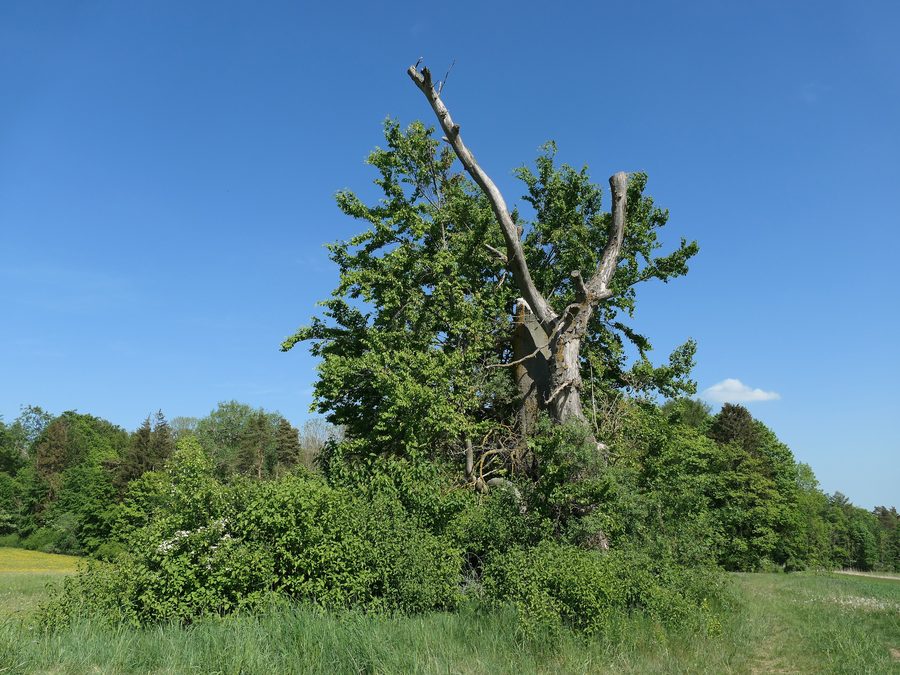 Triftbuche auf der Ringgauhochfläche bei Renda an einem alten Verbindungsweg
