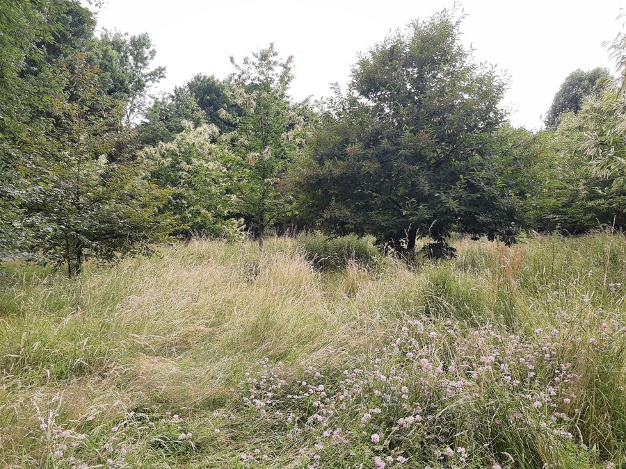 Blühende Kastanienbäume auf einer Wiese im Arboretum Main-Taunus