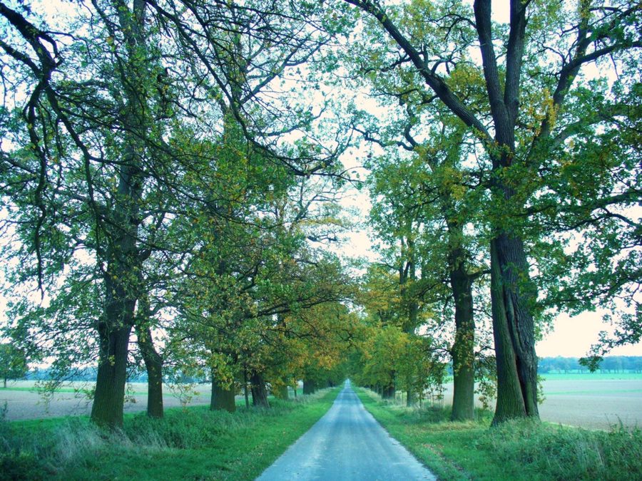 Allee mit alten Eichen bei Beberbeck im Reinhardswald nördlich von Kassel