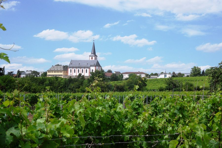Hochheim am Main, gesehen vom Sandweg über die Weinberge