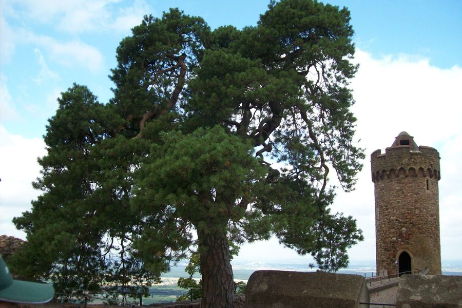 Waldkiefer und Nordturm auf der Schildmauer des Auerbacher Schlosses in Bensheim-Auerbach