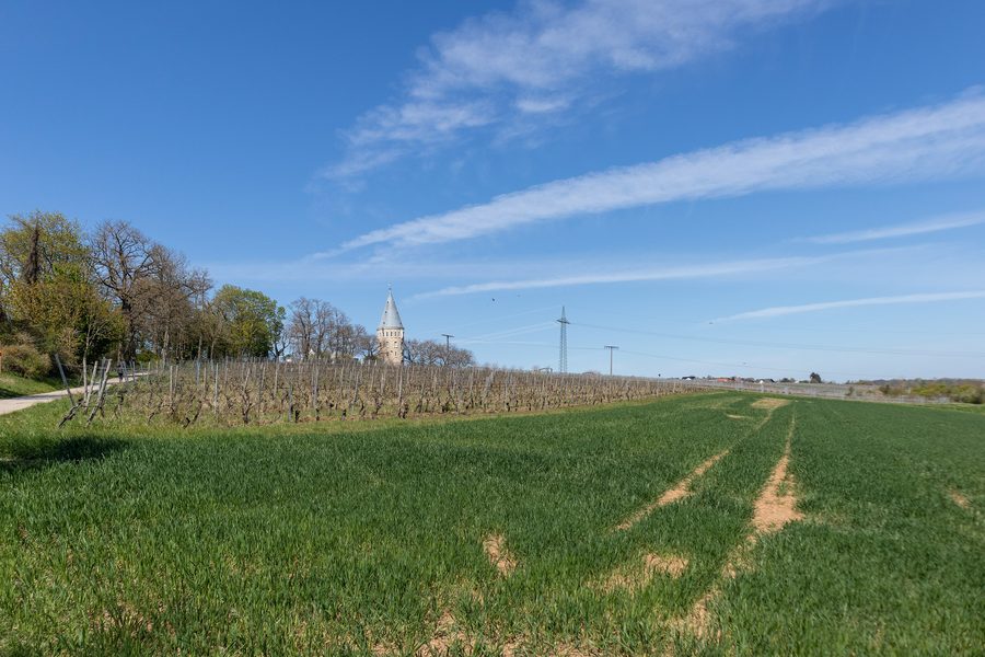 Weinberg Flörsheimer Herrnberg mit der rekonstruierten Flörsheimer Warte