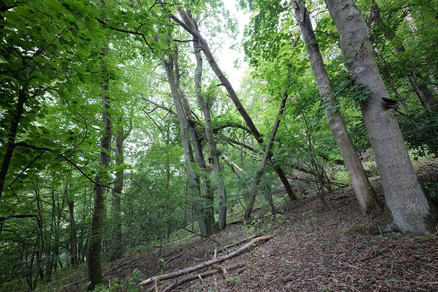 Landschaft des Taunus in Lorsbach