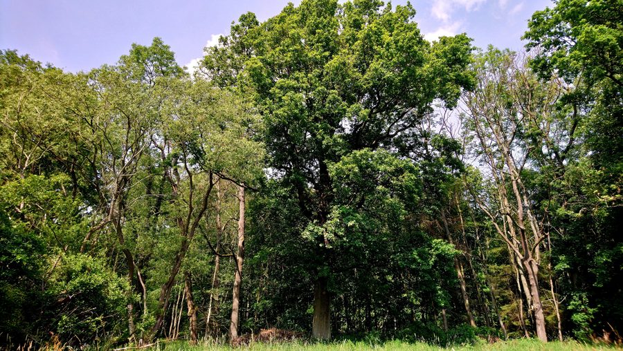Hässeler Weiher von Neuenhaßlau am Waldrand