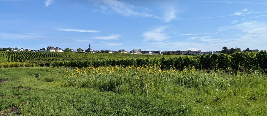 Hallgarten, ein Stadtteil von Oestrich-Winkel im Rheingau