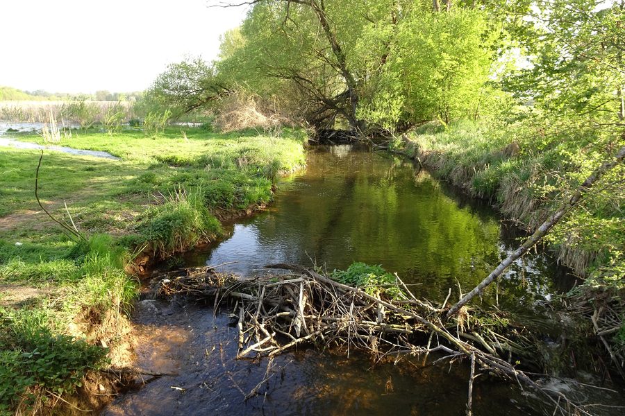 Landwehrgraben mit Biberdämmen und Feuchtwiesen im Naturschutzgebiet Scheelhecke von Groß-Zimmern