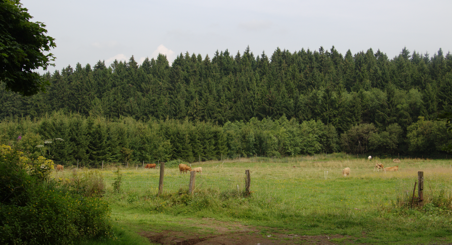 Wood pasture in the Hoher Vogelsberg nature park near Herchenhain, Grebenhain, Hesse, Germany