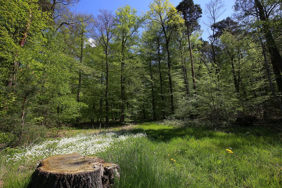 Wald- und Wiesenlandschaft im Naturschutzgebiet Faulbruch bei Erzhausen