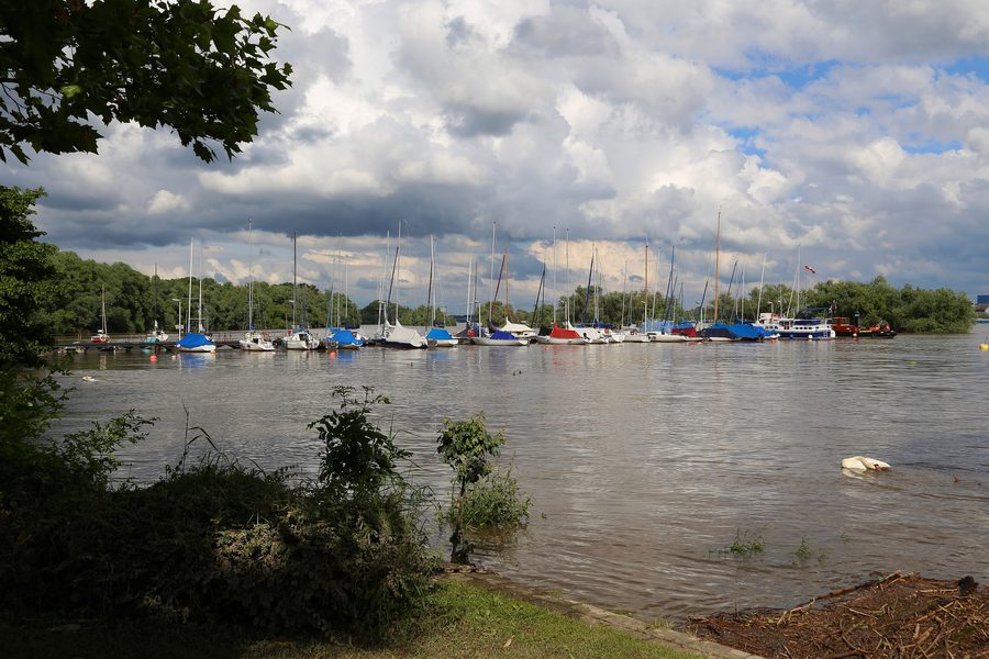 The River Rhine at Niederwalluf in Walluf, with trees of the Niederwallufer Bucht nature reserve in the background