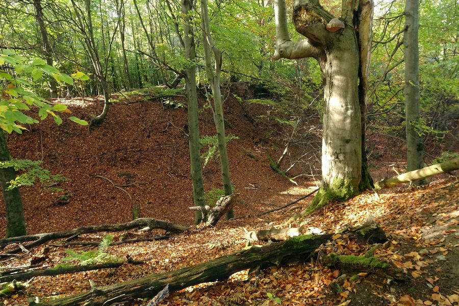 Naturdenkmal Alter Basaltsteinbruch Steinbuckel in Ober-Ramstadt