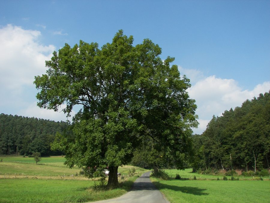 European ash tree in the Burgwald, Hesse, Germany