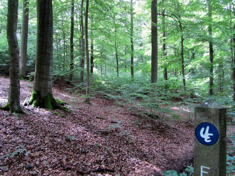 Buchenbestand am Urwaldsteig im Nationalpark Kellerwald-Edersee