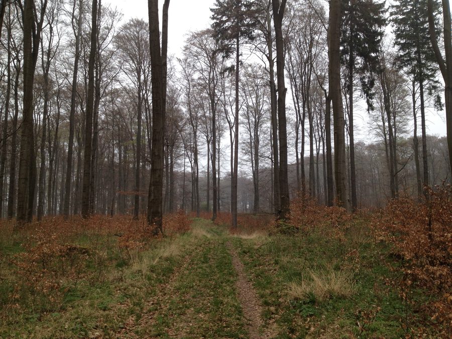 Waldpfad des Grimmsteigs westlich der Belgerköpfe in der Söhre