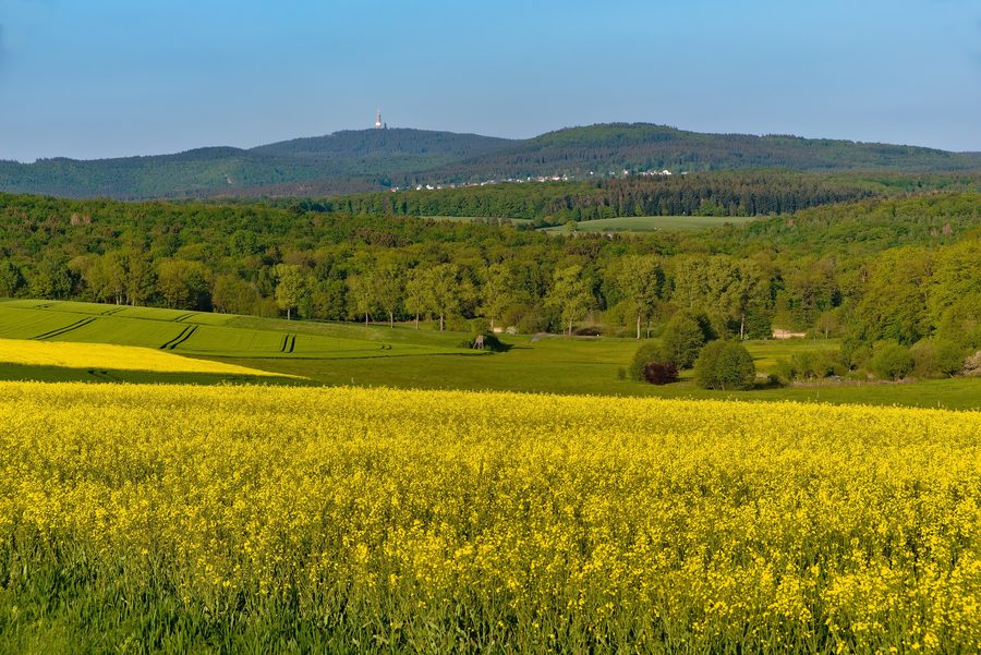Blick über Wiesen auf Glaskopf und Großen Feldberg bei Glashütten