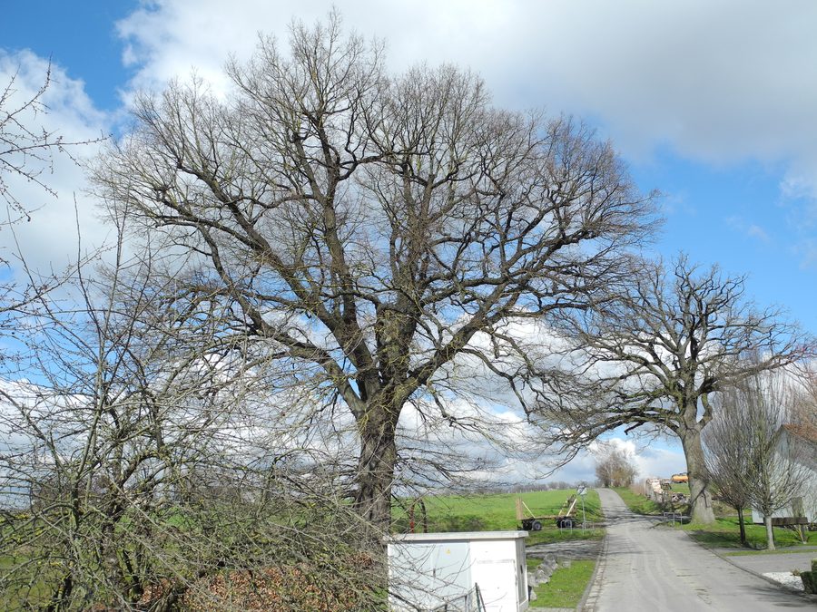 Zwei Stieleichen als Naturdenkmal in Friedrichsfeld bei Trendelburg