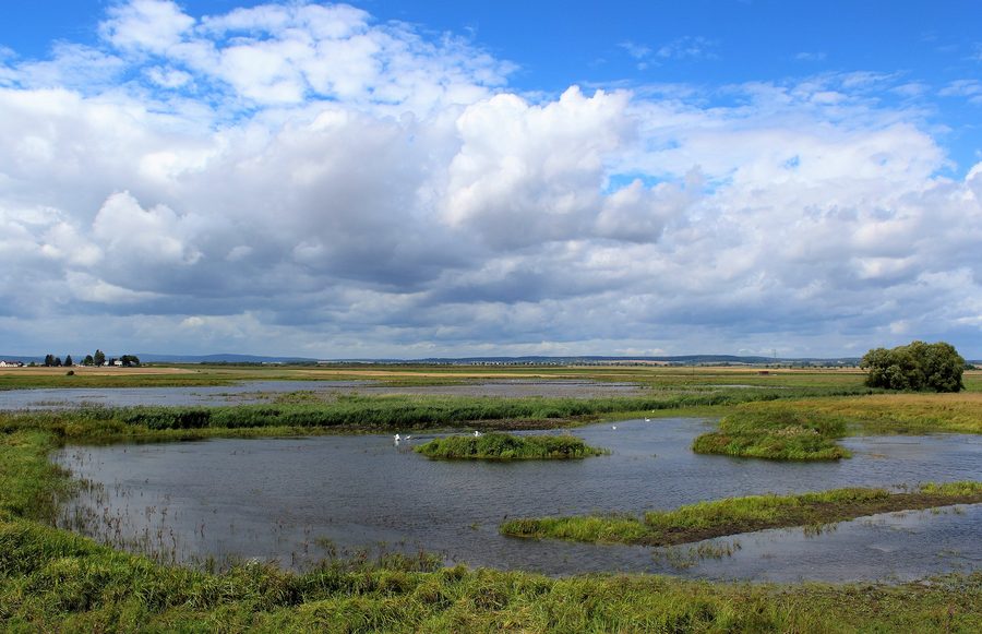 Landschaft im Naturschutzgebiet Bingenheimer Ried