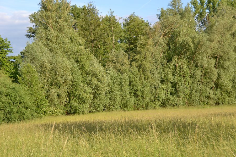 Feuchtwiesen und Waldrand in den Bruchwiesen bei Büttelborn