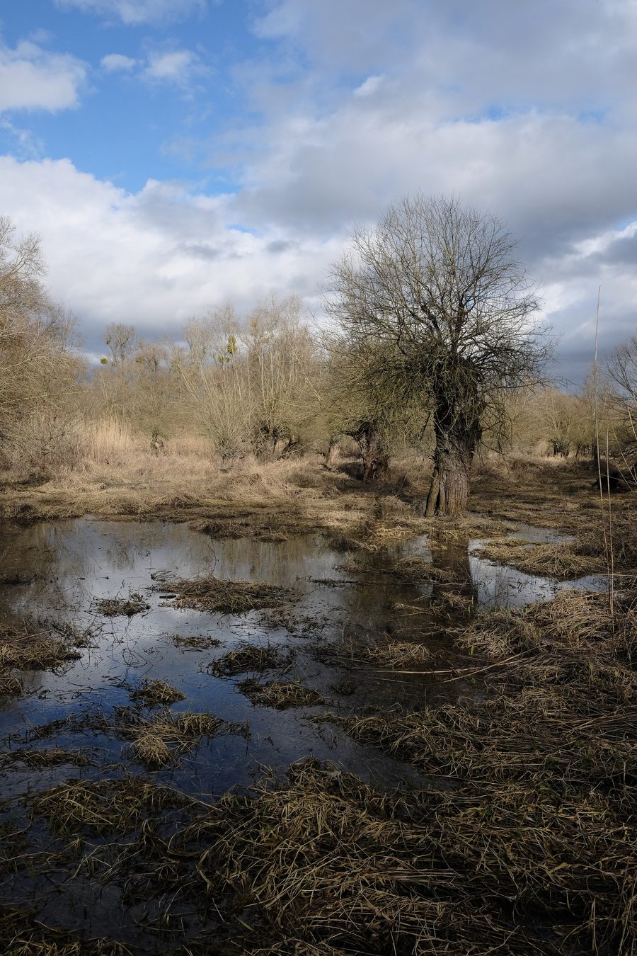 Kopfweiden am Stockstadt-Erfelder Altrhein im Naturschutzgebiet Kühkopf-Knoblochsaue