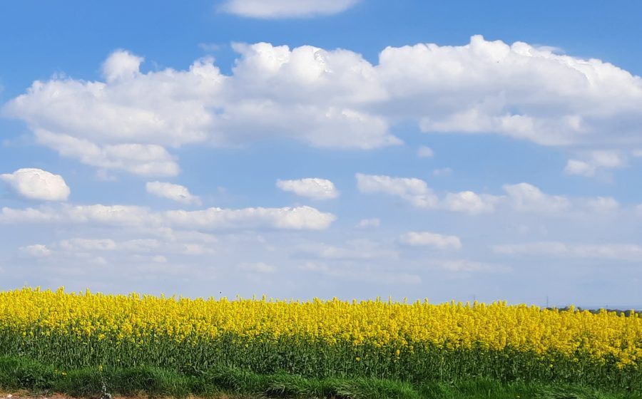 Agricultural field in Nordenstadt, Wiesbaden