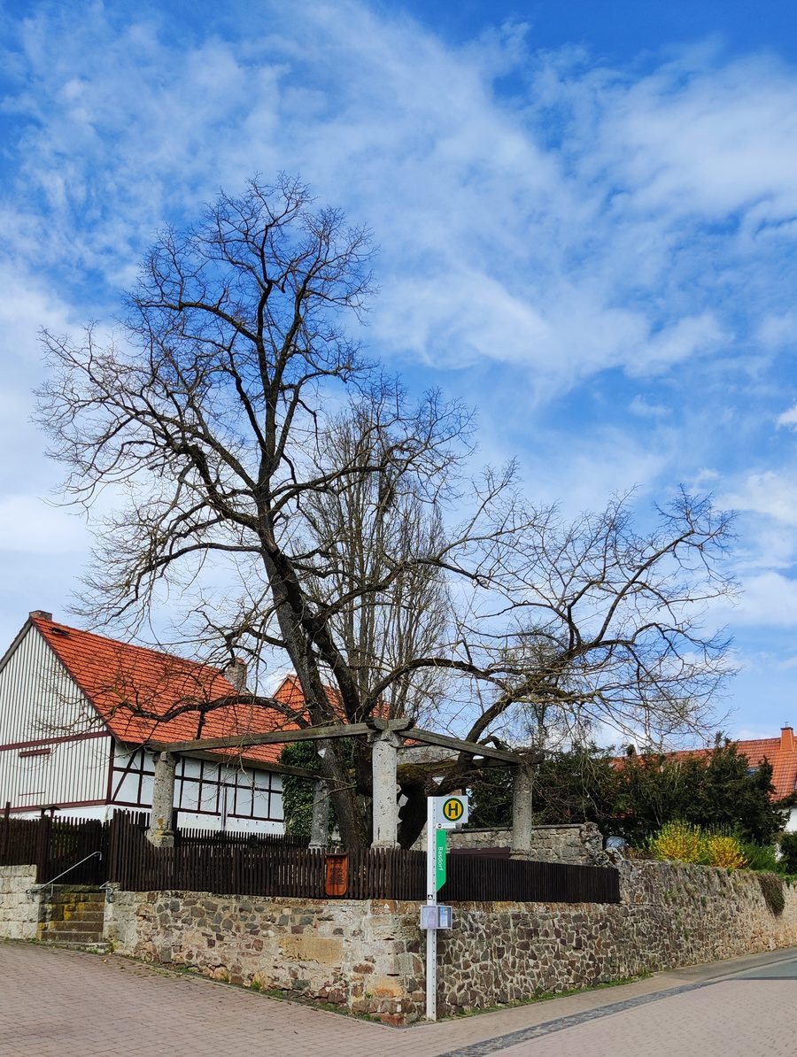 Historische Gerichtslinde in Basdorf