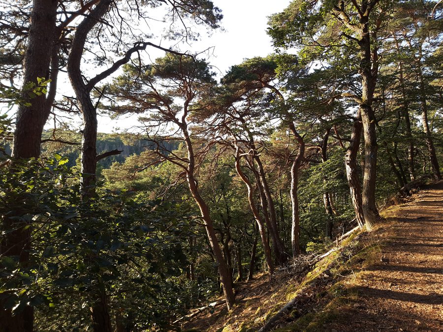 Philosophenweg from Johannisberg up to Stephanshausen