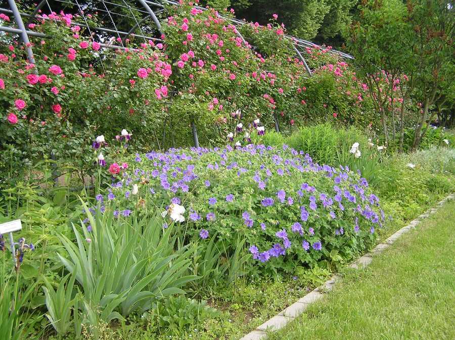 Rosa Ramblerrosen der Sorte „Morning Jewel“ im Rosarium Hattersheim am Main