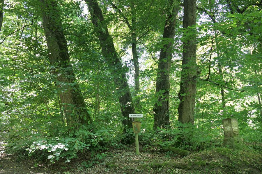 Naturdenkmal „Fünf Linden“ bei Machtlos im Landkreis Hersfeld-Rotenburg