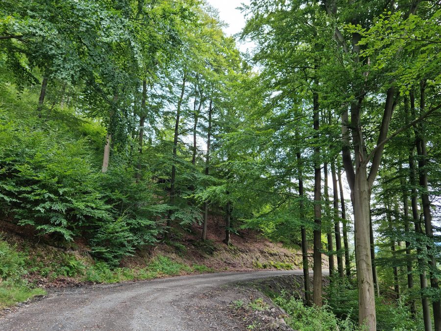 Waldweg auf dem Schetenkopf bei Rattlar