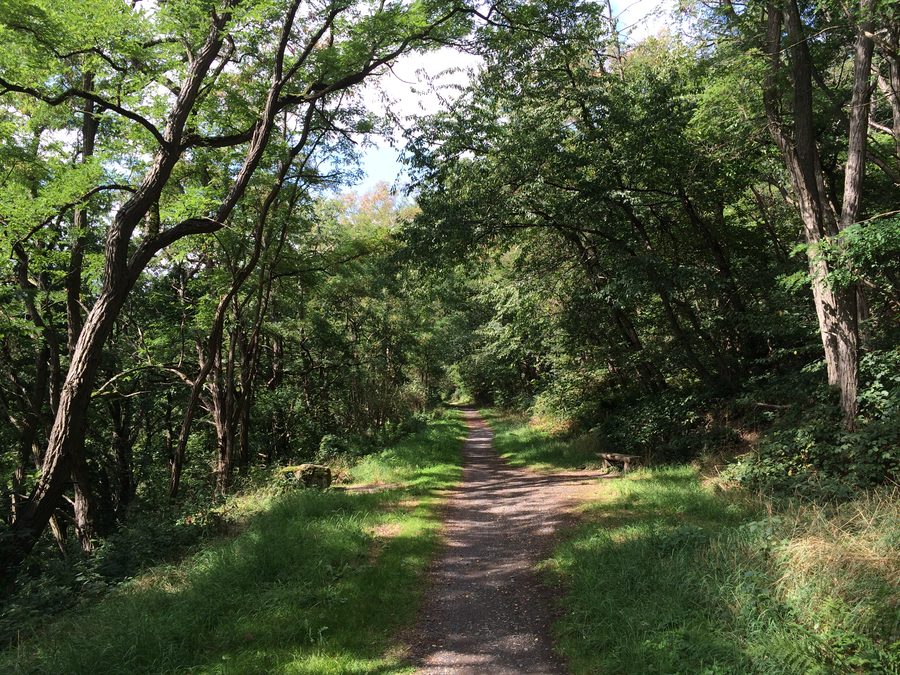 Ehemalige Bahntrasse der Kleinbahn Grifte-Gudensberg als Radweg zwischen Grifte und Haldorf