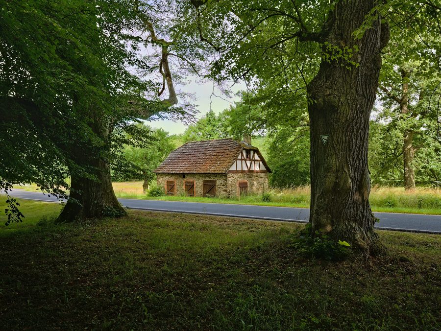 Lindengruppe als Naturdenkmal in Kraftsolms, Waldsolms