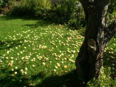 Hessische Apfelwein- und Obstwiesenroute