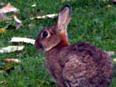 Kaninchenhop in Hessen