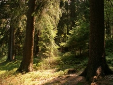 Naturpark Hoher Vogelsberg