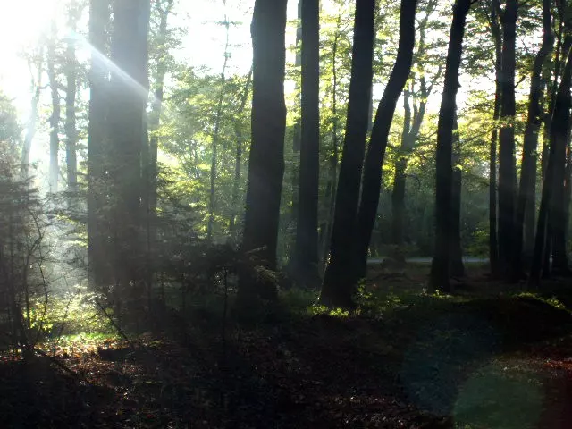 Wald im Rothaargebirge